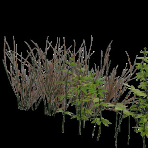 3d 草 模型 max9 花草 室外 植物 有贴图 一垅 长叶 茂盛 阔叶 3d模型素材 家具模型
