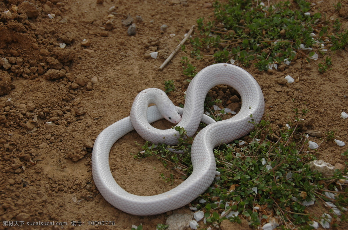 白娘子 小白蛇的温柔 生物世界 野生动物 珍贵的蛇照片 摄影图库