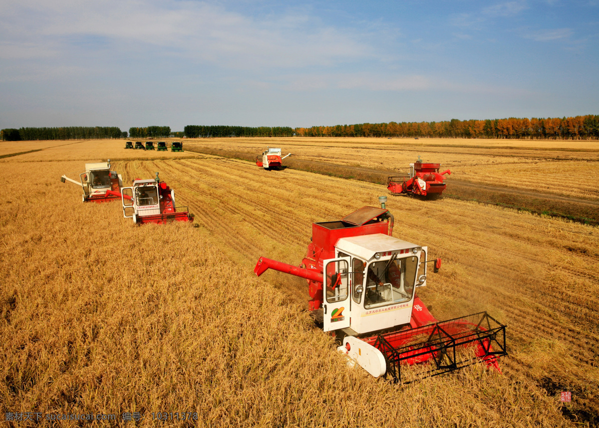秋收 大丰收 收割 农间作业 农业生产 现代科技