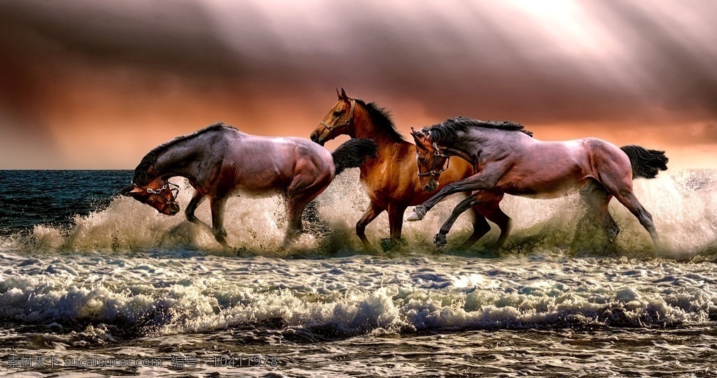 海里 奔跑 骏马 马 帅气的马 海里的马 一群马 河里走的马 过河的马 放马 马儿 马群 蒙古马 几匹马 草原 动物 尘土 棕色 图库陆生哺乳 生物世界 家禽家畜