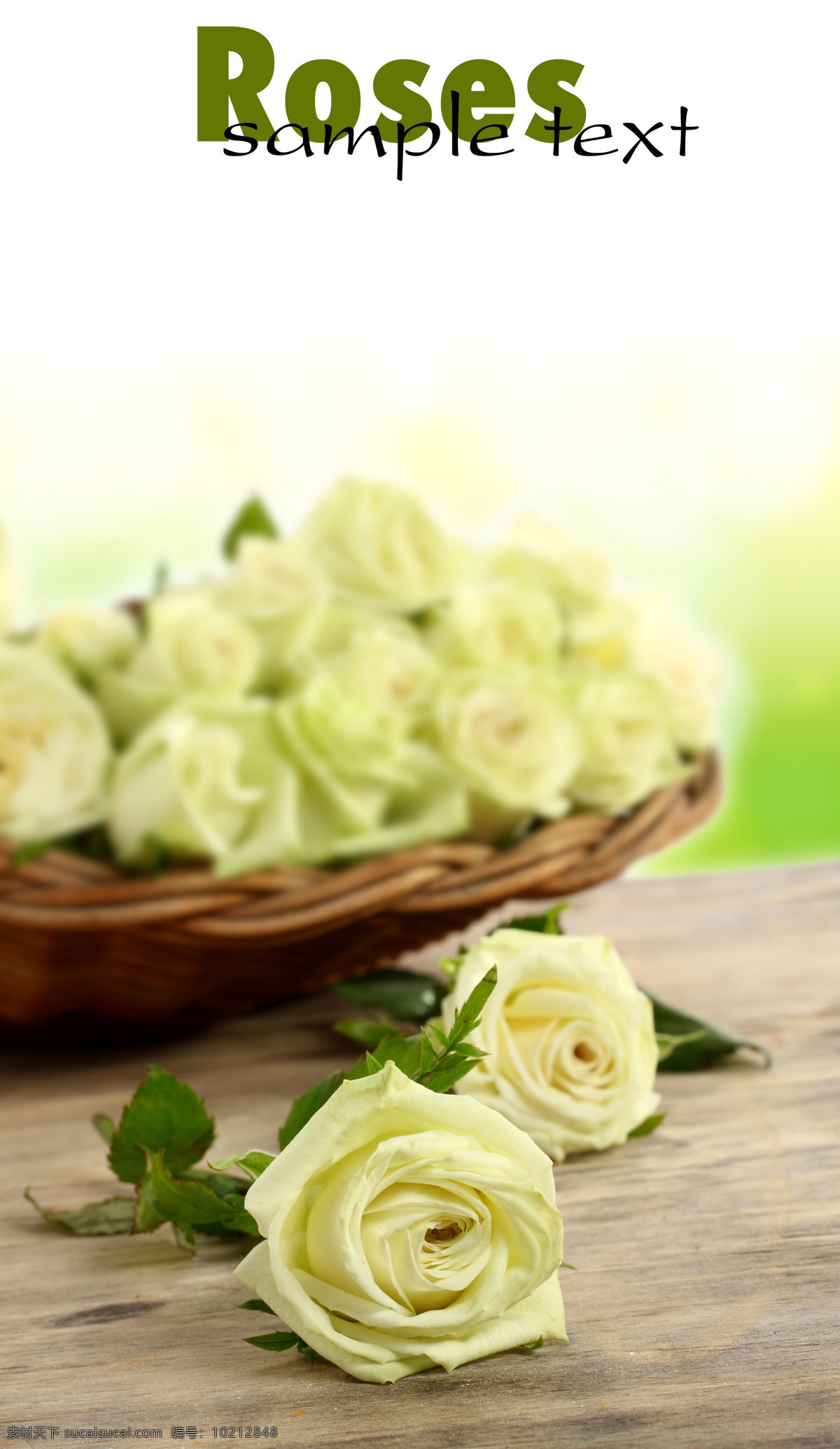 白 玫瑰 植物 鲜花 白玫瑰 浪漫 圣洁 花瓣 纯洁 洁白 花束 花篮 花草树木 生物世界