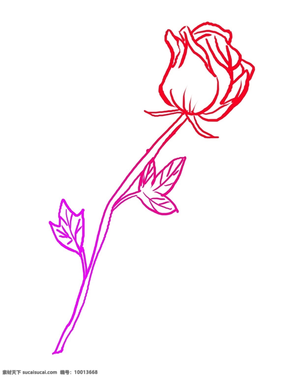红色 线描 玫瑰花 花枝 植物 花朵