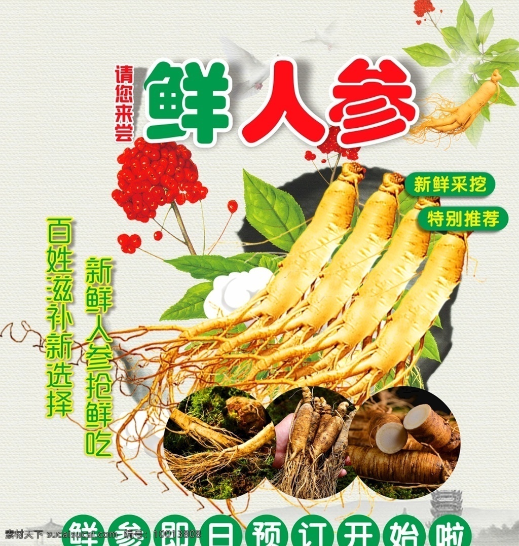 鲜人参 人参 人参鲜这吃 长白山 药膳 食疗 人参红枣