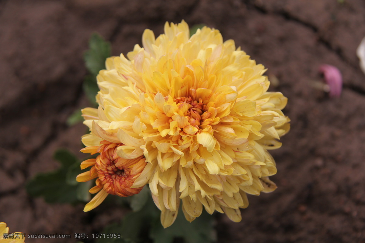 菊花 花草 开封 生物世界 二 十 九 届 展览会 菊展 秋菊 开 封二 花会 装饰素材 展示设计