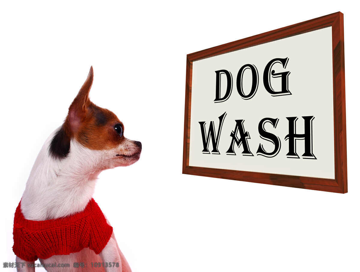 洗 狗 显示 犬 美容 洗涤 洗发水 白色