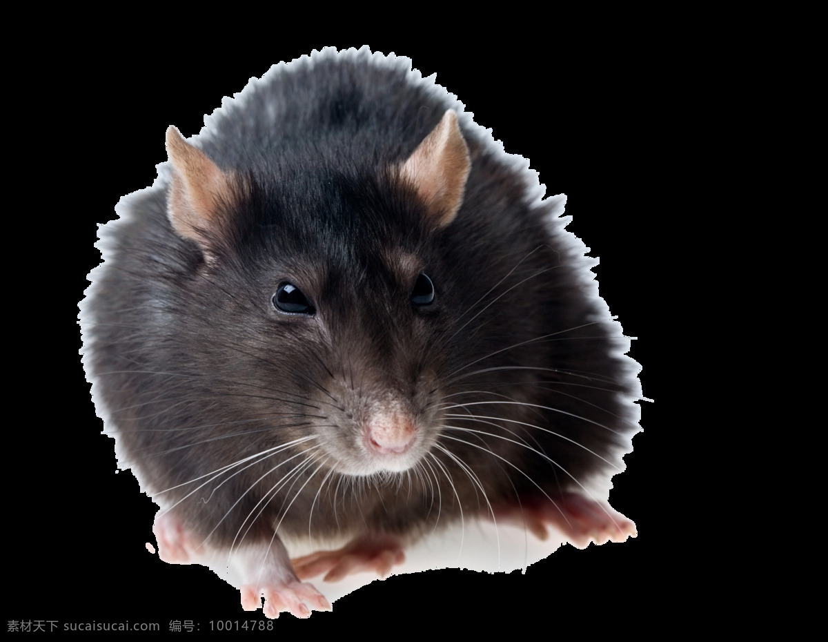 深灰色 老鼠 免 抠 透明 深灰色的老鼠 可爱老鼠 田鼠 家鼠 老鼠图片 老鼠特写 老鼠写真 老鼠广告素材 老鼠素材