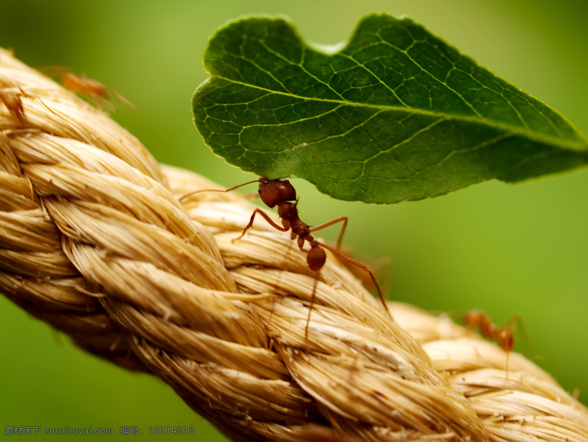 切 叶 蚁 昆虫 蚂蚁 蚂蚁素材 蚂蚁图片 生物世界 切叶蚁 昆虫摄影 昆蜉 昆虫科 蚁类