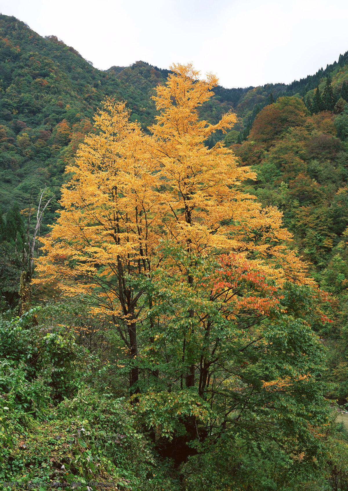 唯美 风景 风光 旅行 自然 秦皇岛 公园 奥林匹克公园 树 树木 秋景 秋天 黄叶 大树 生物世界 树木树叶