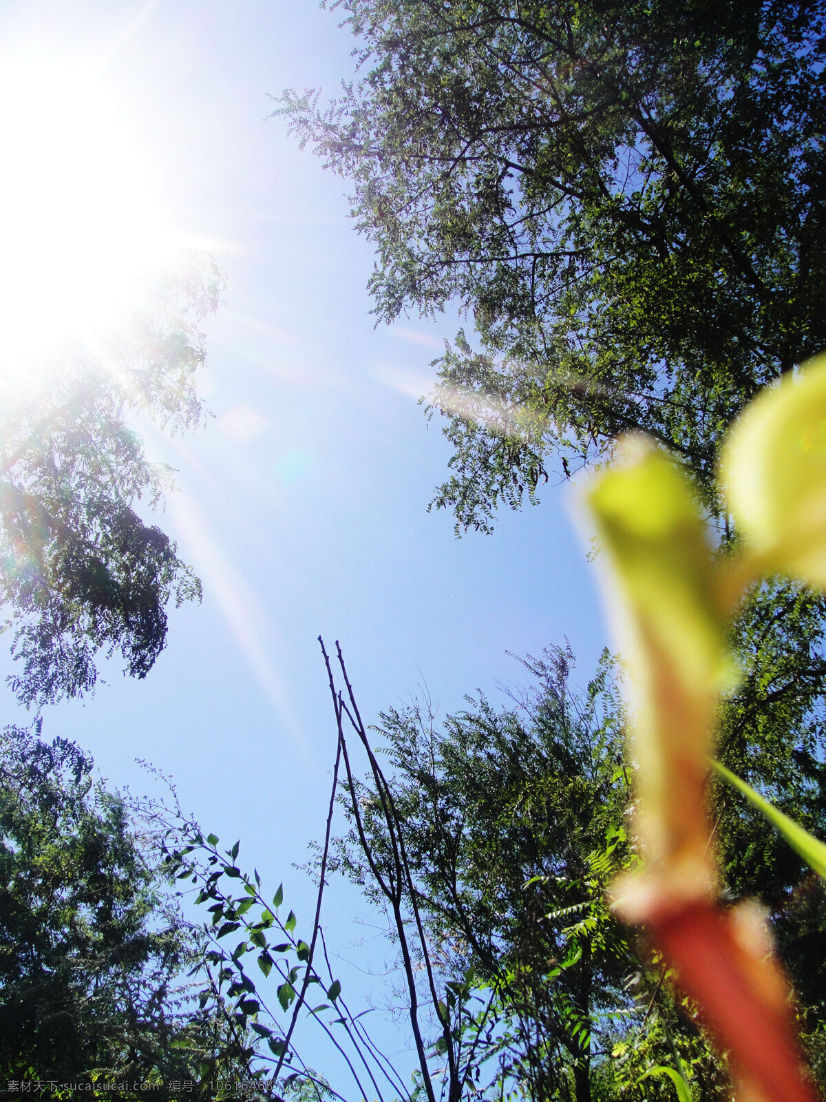 植物 绿树 绿色 阳光 蓝天 活泼 茁壮成长 生活素材 生活百科