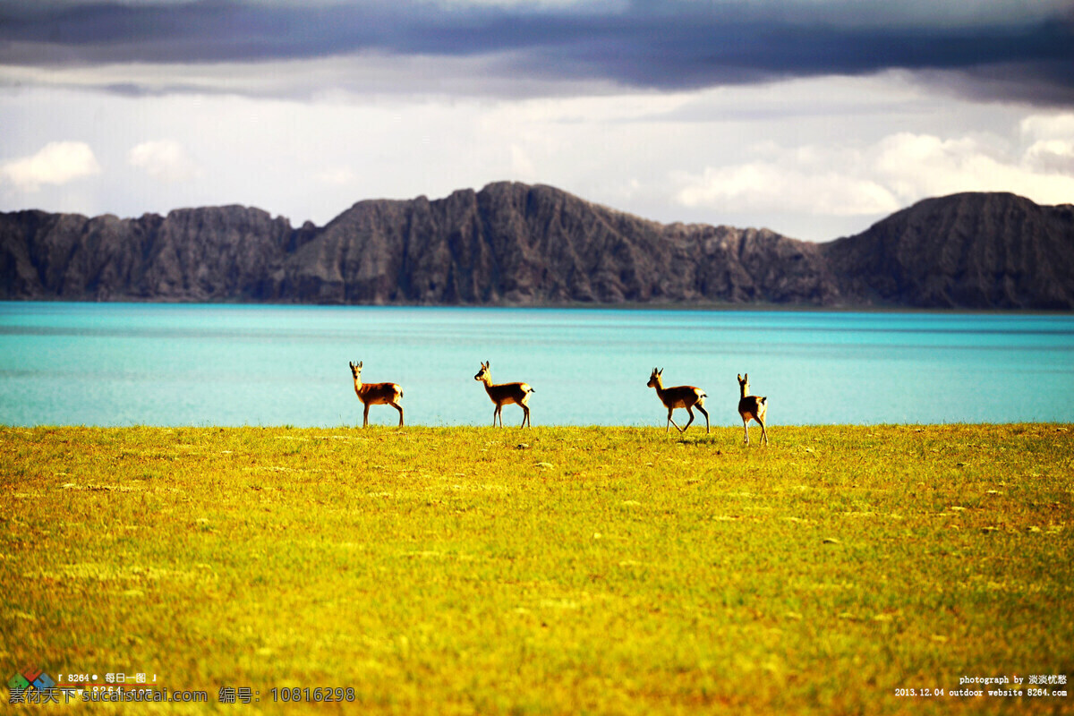 动物摄影 草原 羚羊 动物 湖水 山峰 天空 云 草地 平拍 阳光 晨光 旅游摄影 自然风景
