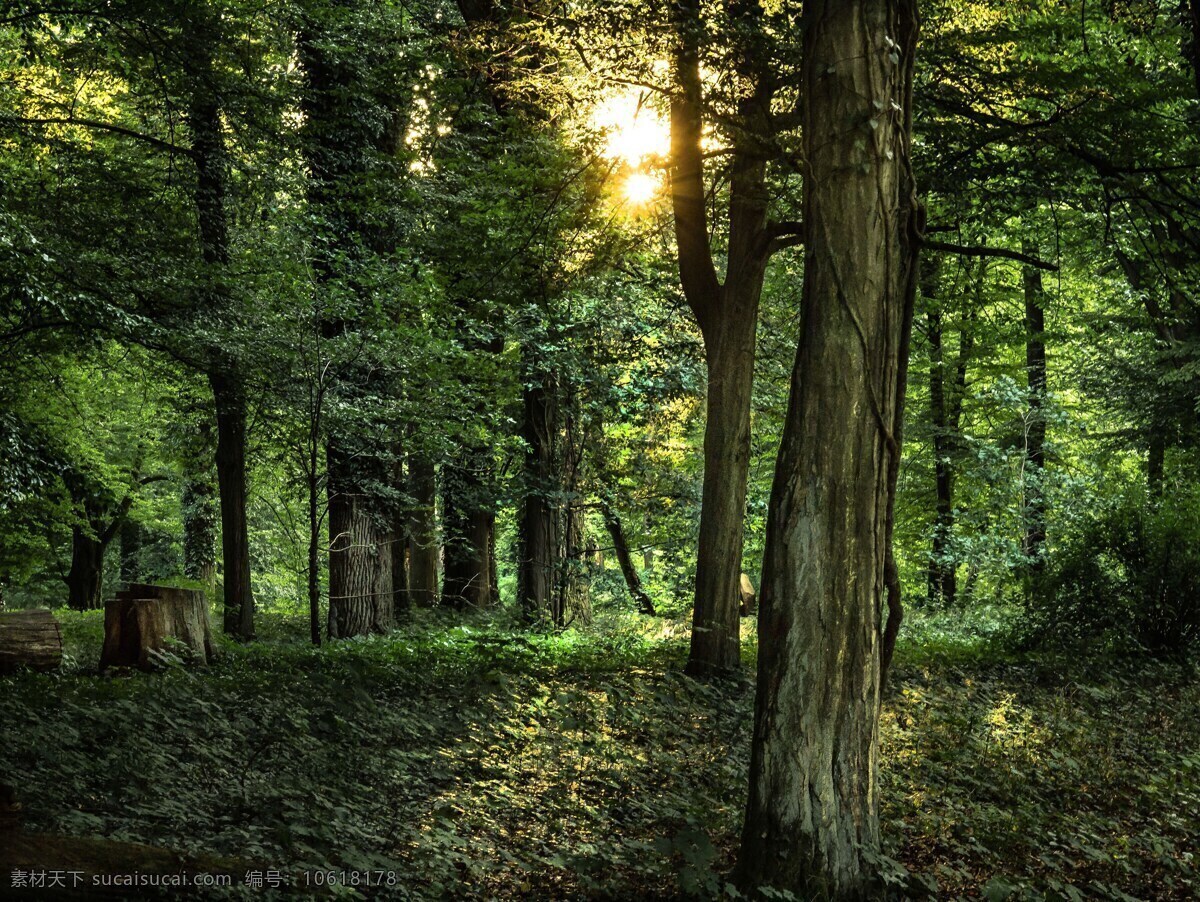 森林风景 高大树木 秘密丛林 深山老林 原始森林 绿树枝叶 一缕阳光 森林风景图片 自然景观 自然风景