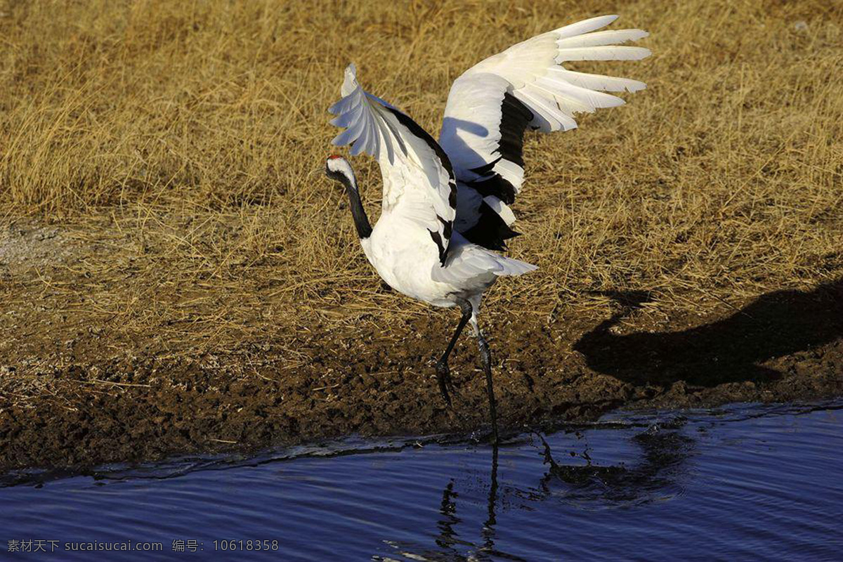 仙鹤 丹顶鹤 鹤 戏水 河水 自然景观 动物世界 生物世界 鸟类