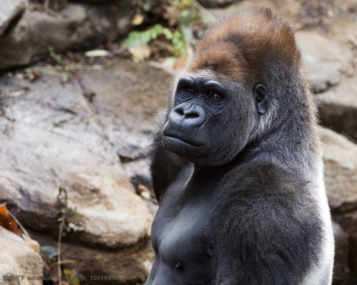 大猩猩特写 大猩猩 特写 猩猩 野生动物 动物世界 陆地动物 生物世界 黑色