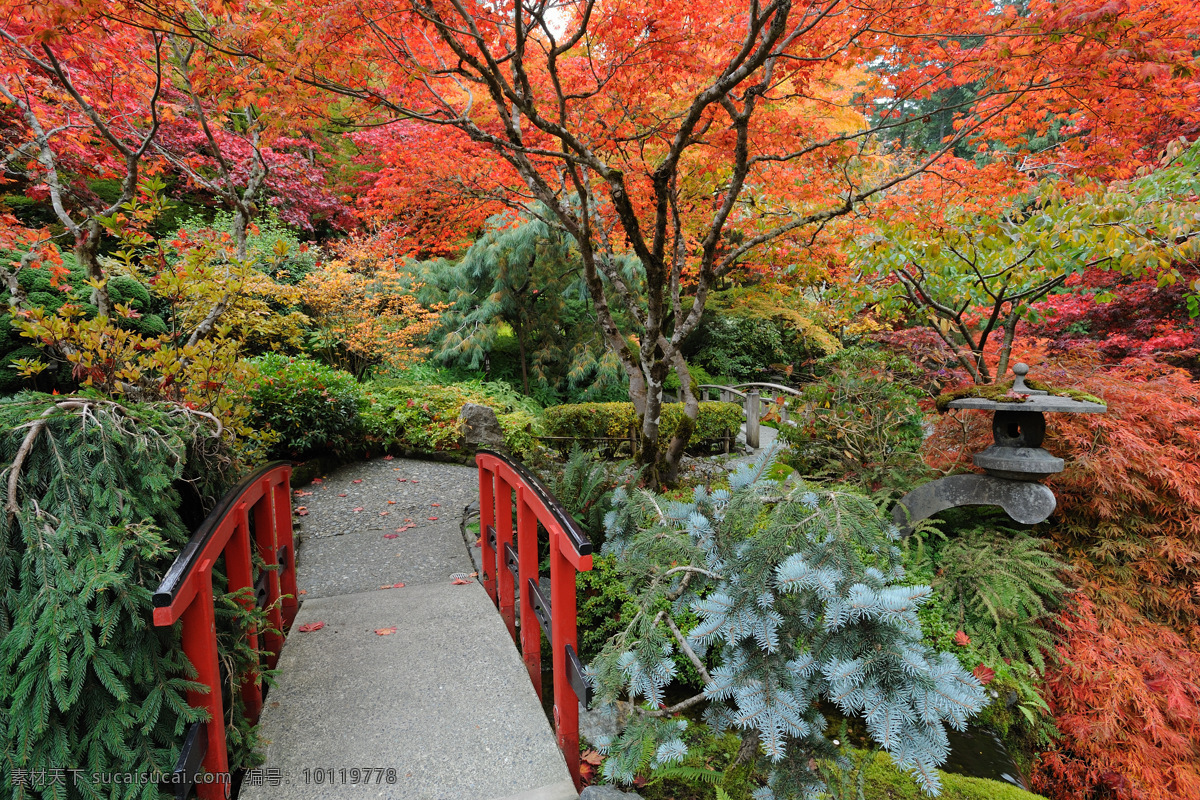 日本 公园 风景 公园风景 秋天风景 枫树 小桥 美丽风景 美丽景色 美景 自然风光 其他风光 风景图片