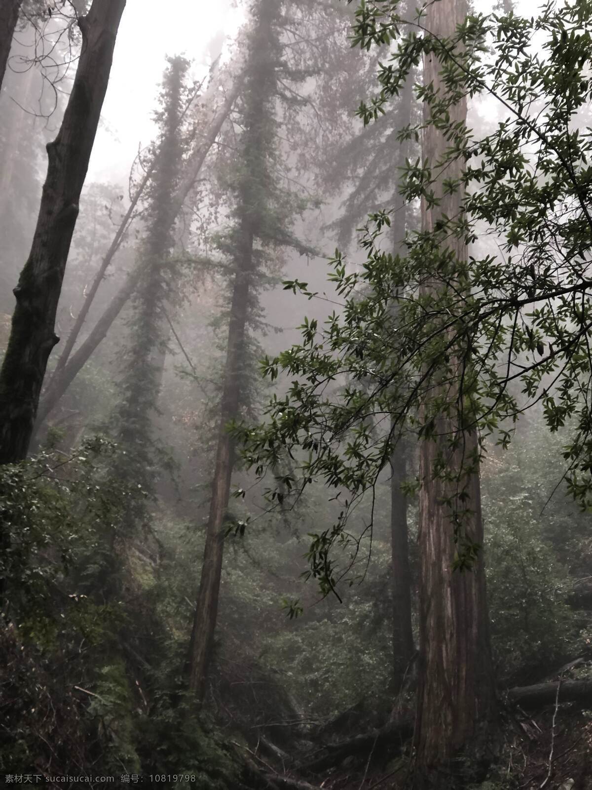 丛林图片 丛林 森林 树林 树木 树叶 树冠 树枝 绿色世界 风景 自然景观 自然风景