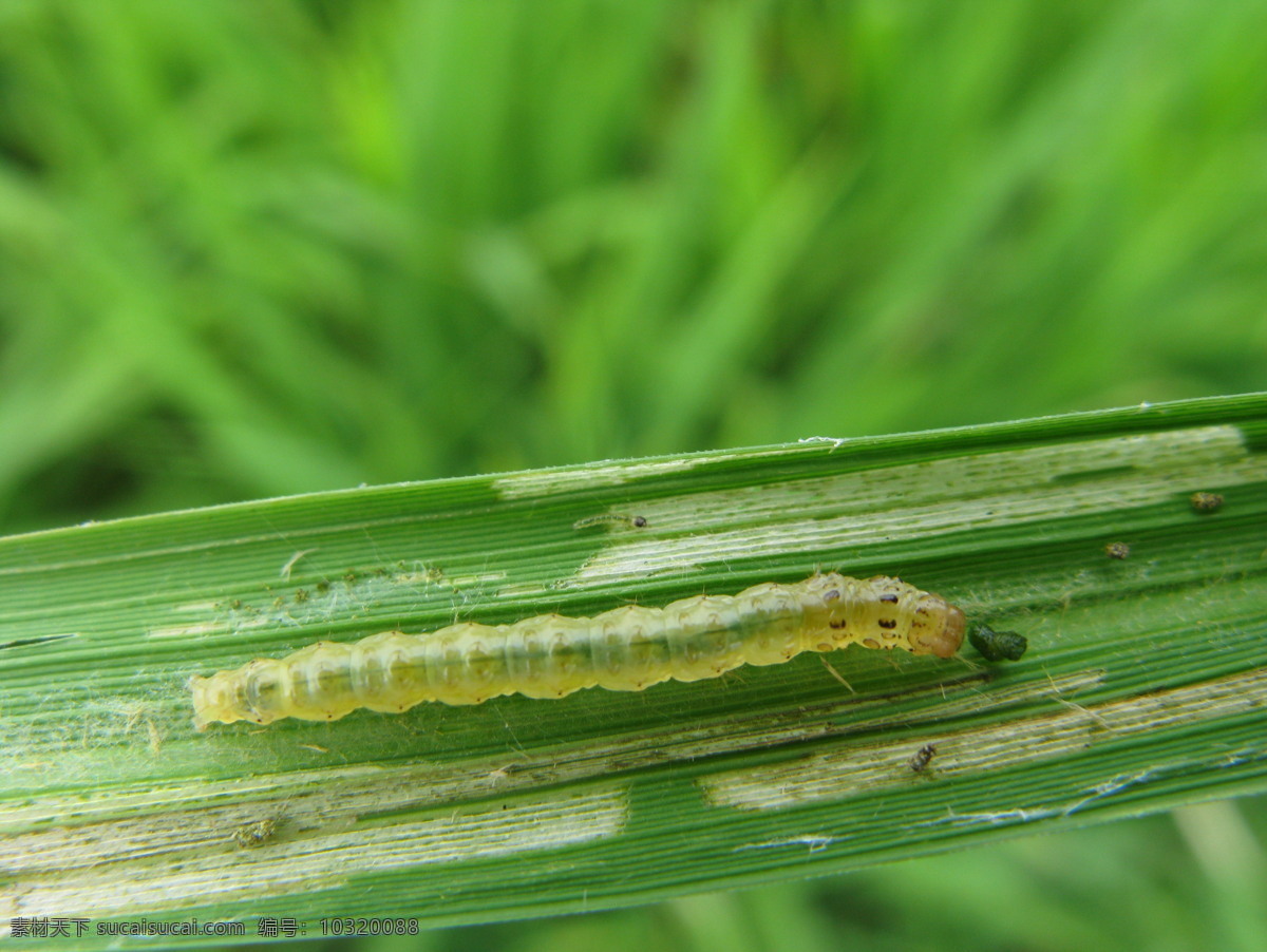 稻纵卷叶螟 卷叶虫 昆虫 生物世界