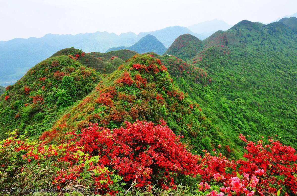 绿山红花 红花 映山红 山 山岭 山水风景图 自然景观 自然风景