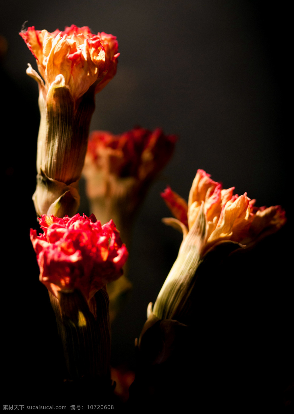 位图 植物摄影 写实花卉 花朵 康乃馨 免费素材 面料图库 服装图案 黑色