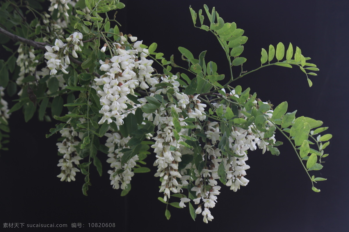 槐花 白槐花 槐花花朵 槐花树 槐花蜜 花草 生物世界 黑色