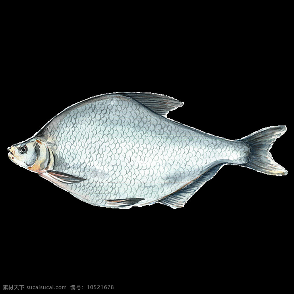 水彩 绘画 海鱼 海产 图案 鱼 海鲜 海洋生物 水产 鱼类 食物 手绘 颜料 小清新 包装图案 卡通 生物世界