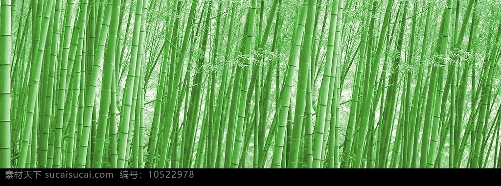 漂亮 竹林 意境 自然景观 自然风光 设计图库