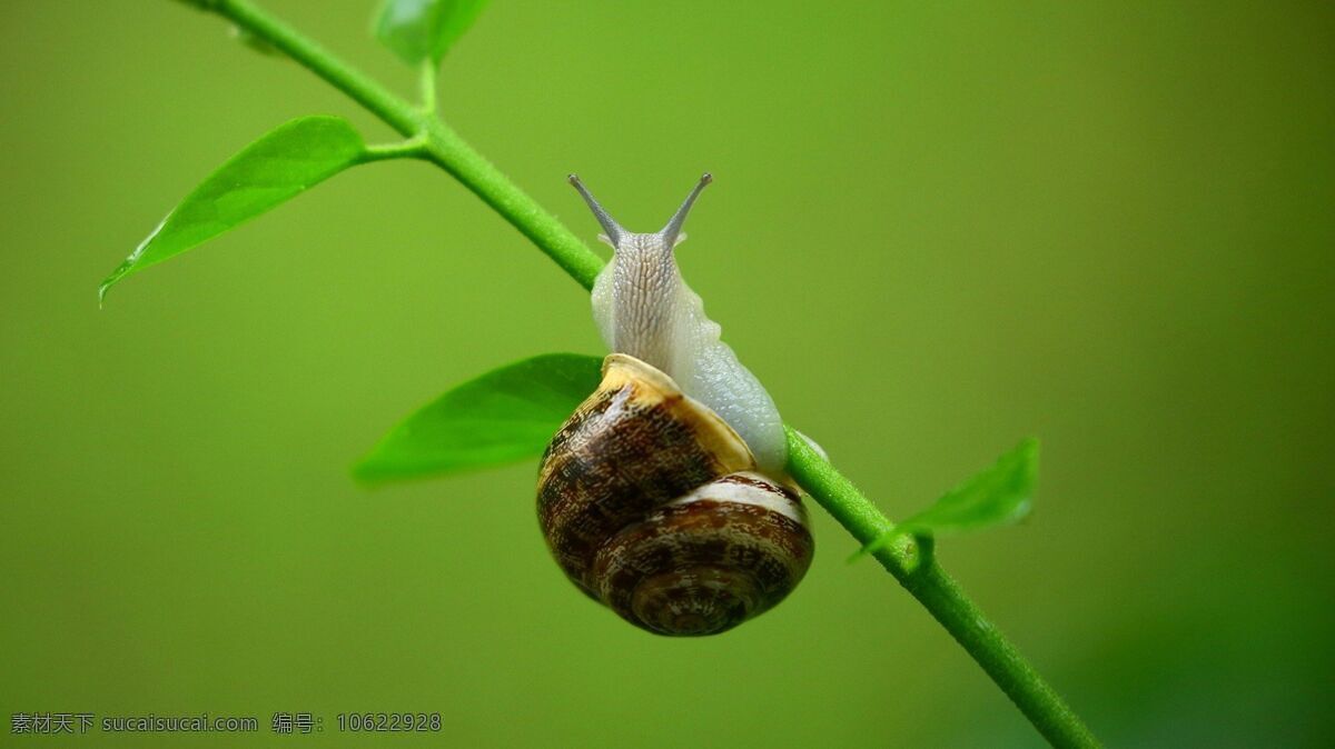 巨型蜗牛 蠕形动物 蜗牛造型 爬行蜗牛 卡通蜗牛 蜗牛素材 唯美 可爱 动物 生物 昆虫 小蜗牛 生物世界 其他生物