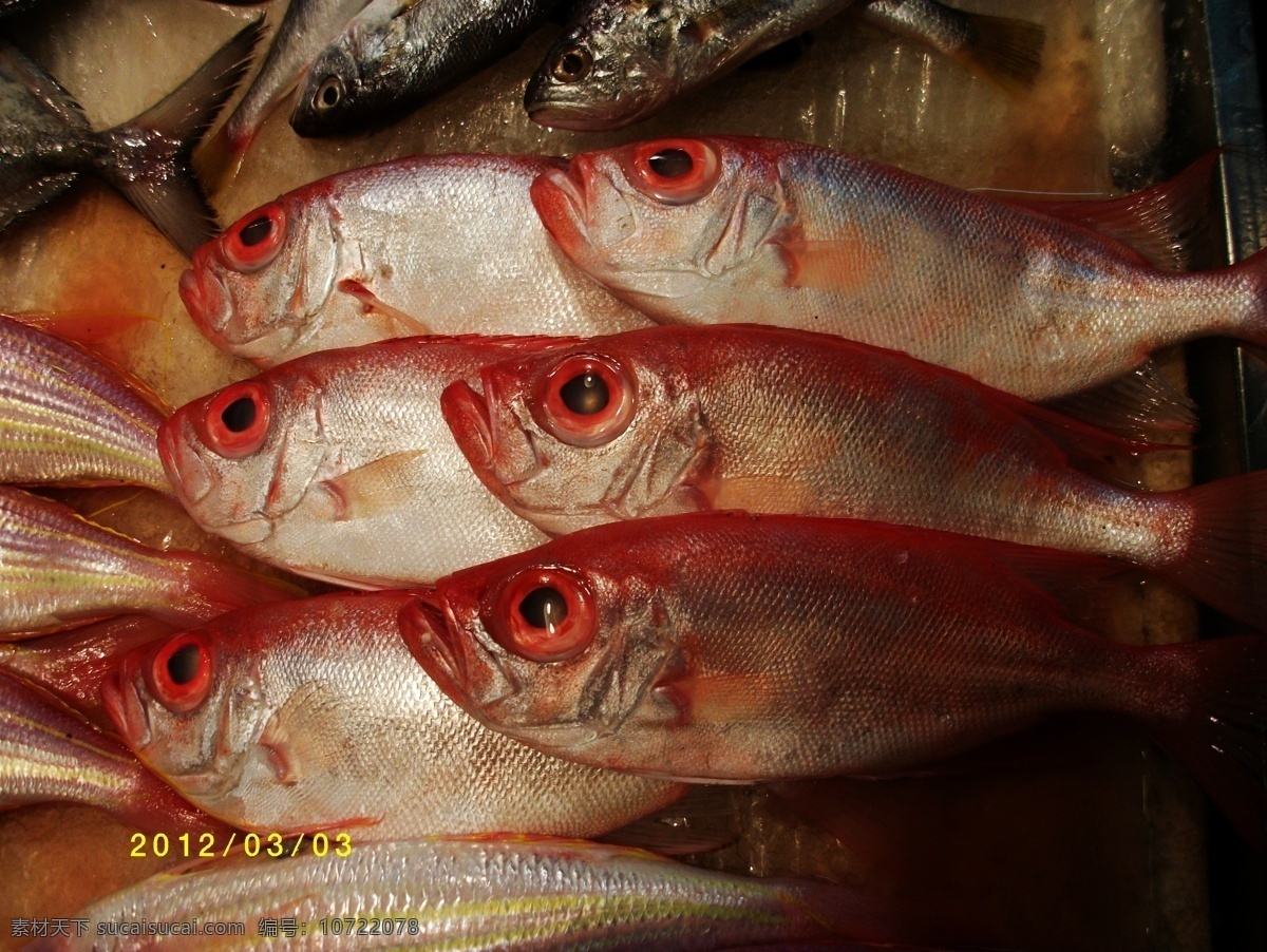 目 鱼 海鲜 海洋生物 海鱼 生物世界 鱼类 目连鱼 自助餐鱼 美食鱼 鱼类图