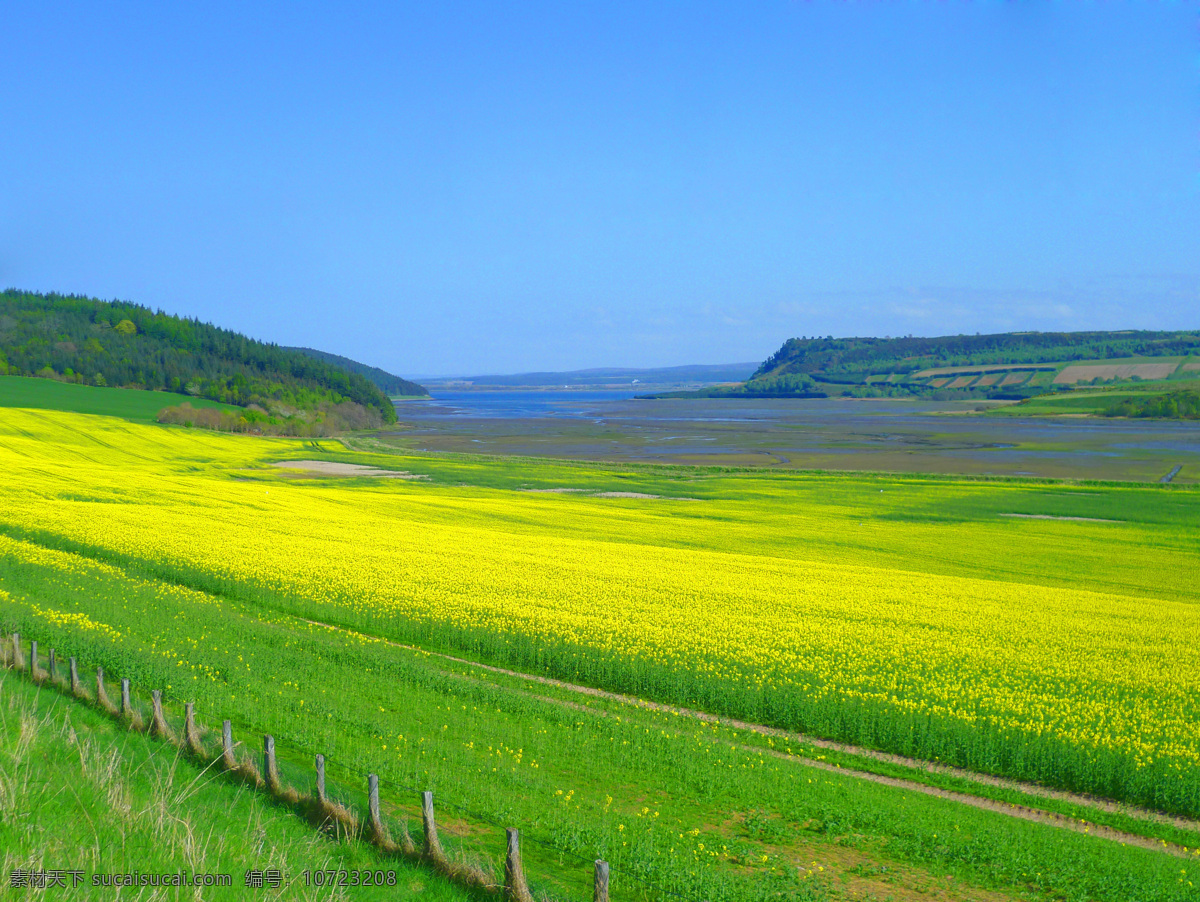 油菜花 风光摄影图片 田园风景 油菜田 油菜地 油菜 黄油菜 油菜花图片 美丽风光 美丽风景 风光图片 田园风光 自然景观