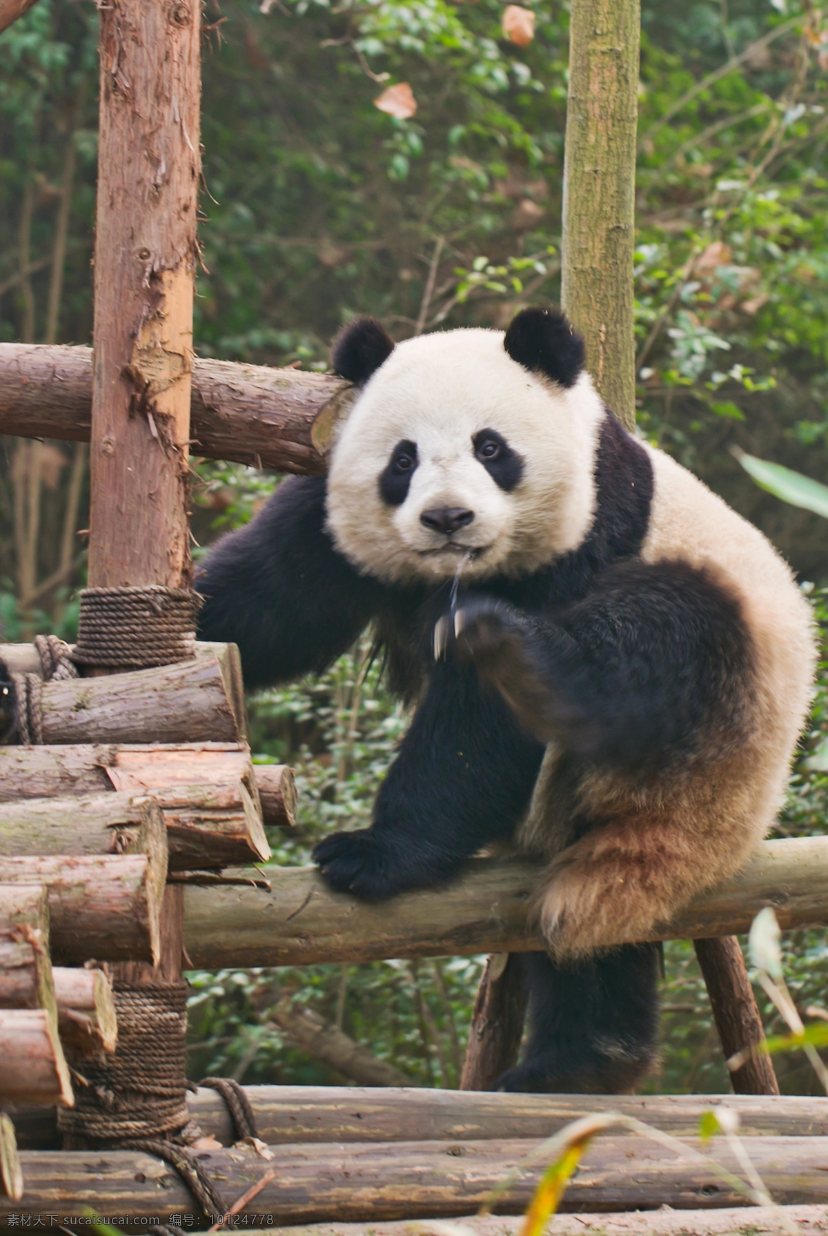 大熊猫 四川 成都 熊猫基地 木架 功夫 野生动物 生物世界