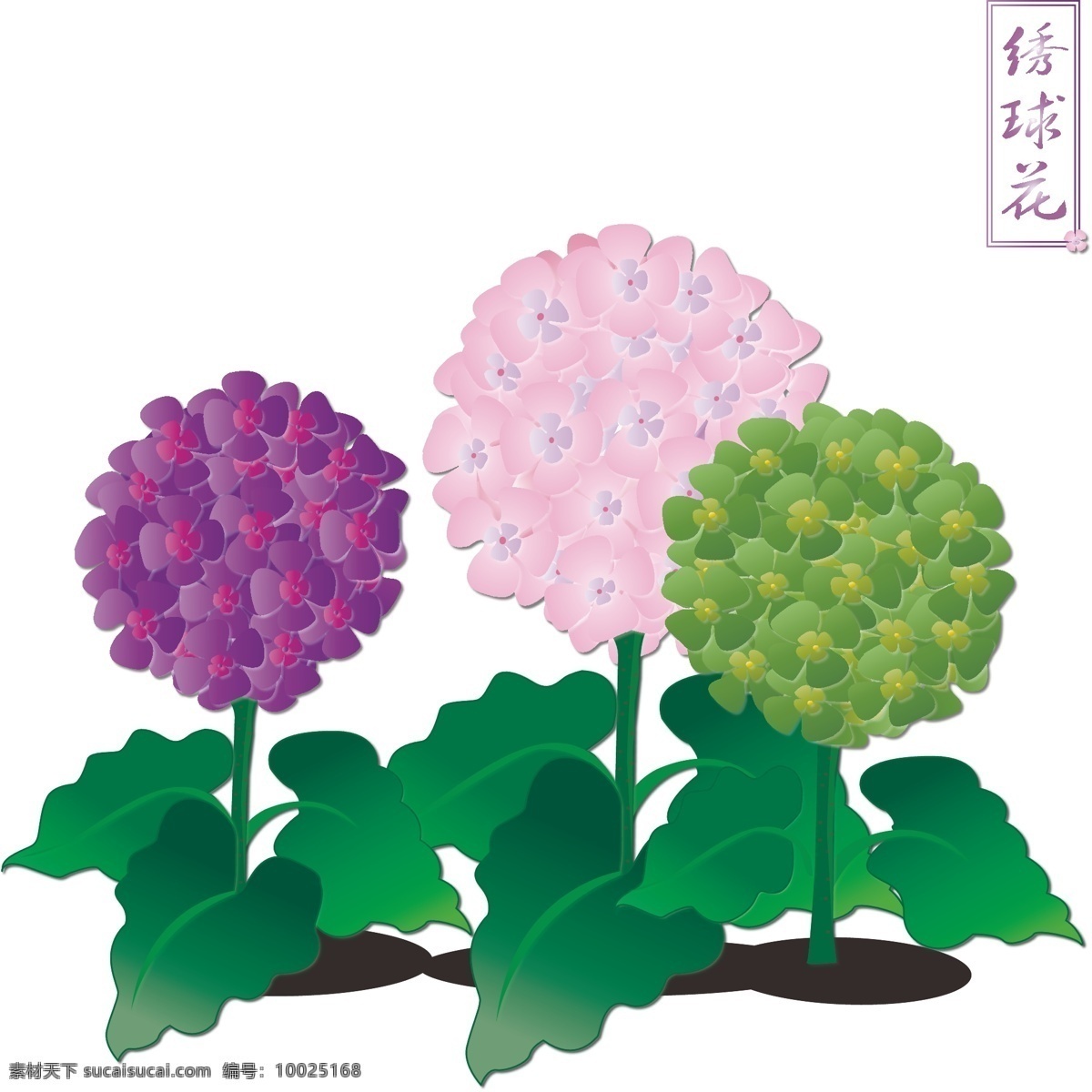 手绘 花 渐变 花卉 植物 绣 球花 商用 元素 手绘花 绣球 彩色