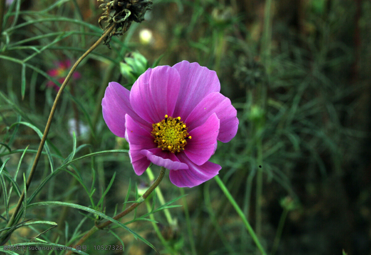 唯美 紫色 格桑 花 紫花 鲜花 花卉