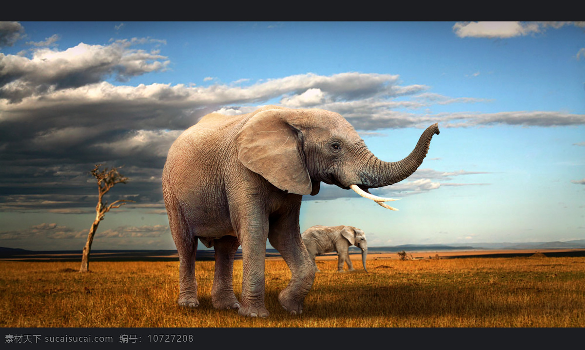 非洲大象 非洲风光 天空 草原 生物世界 野生动物