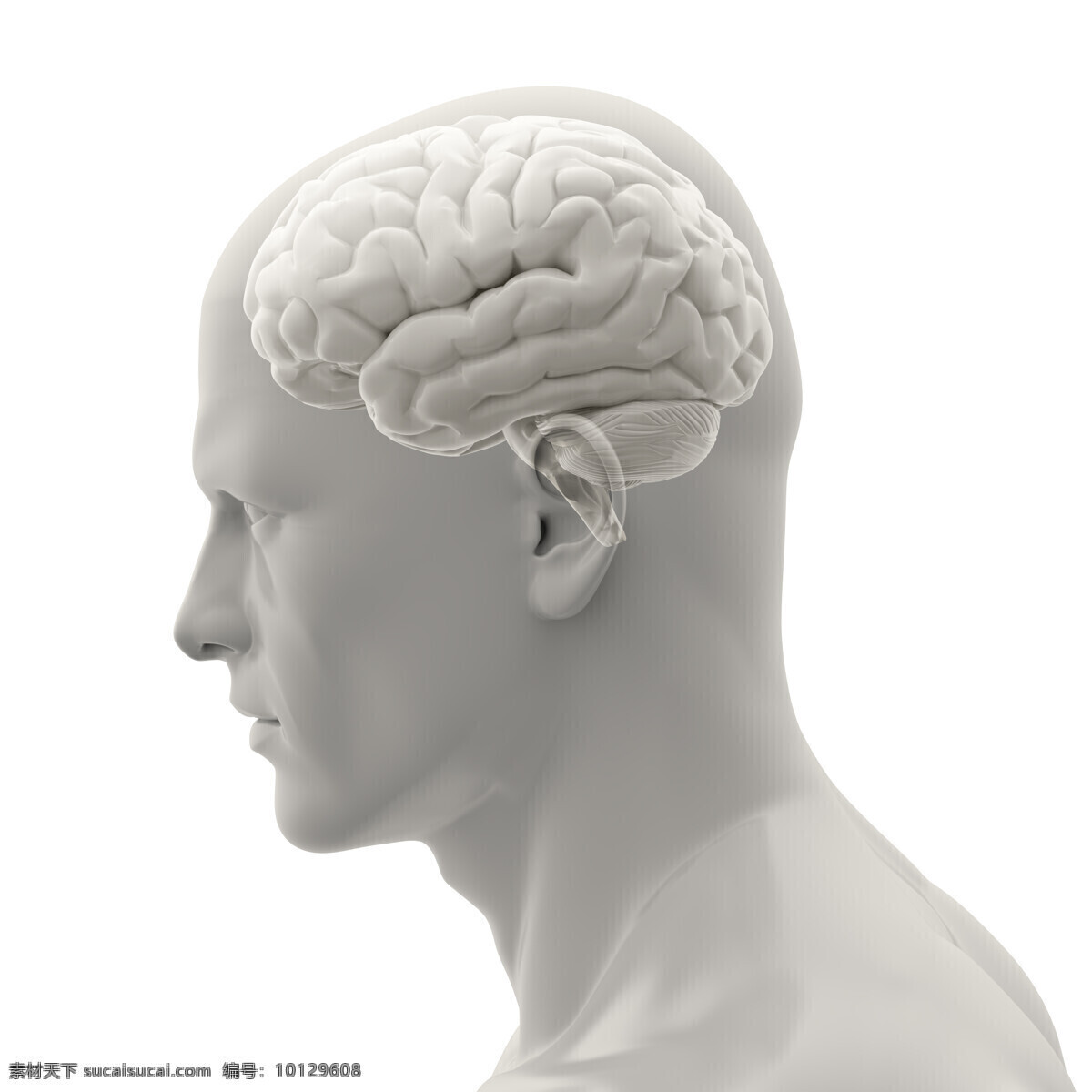 男性 大脑 模型 性大脑模型 创新思维 人体器官 人脑 人体器官图 人物图片