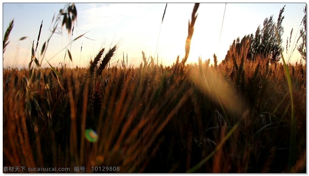 麦田视频素材 高清视频素材 视频素材 动态视频素材 麦穗 麦田