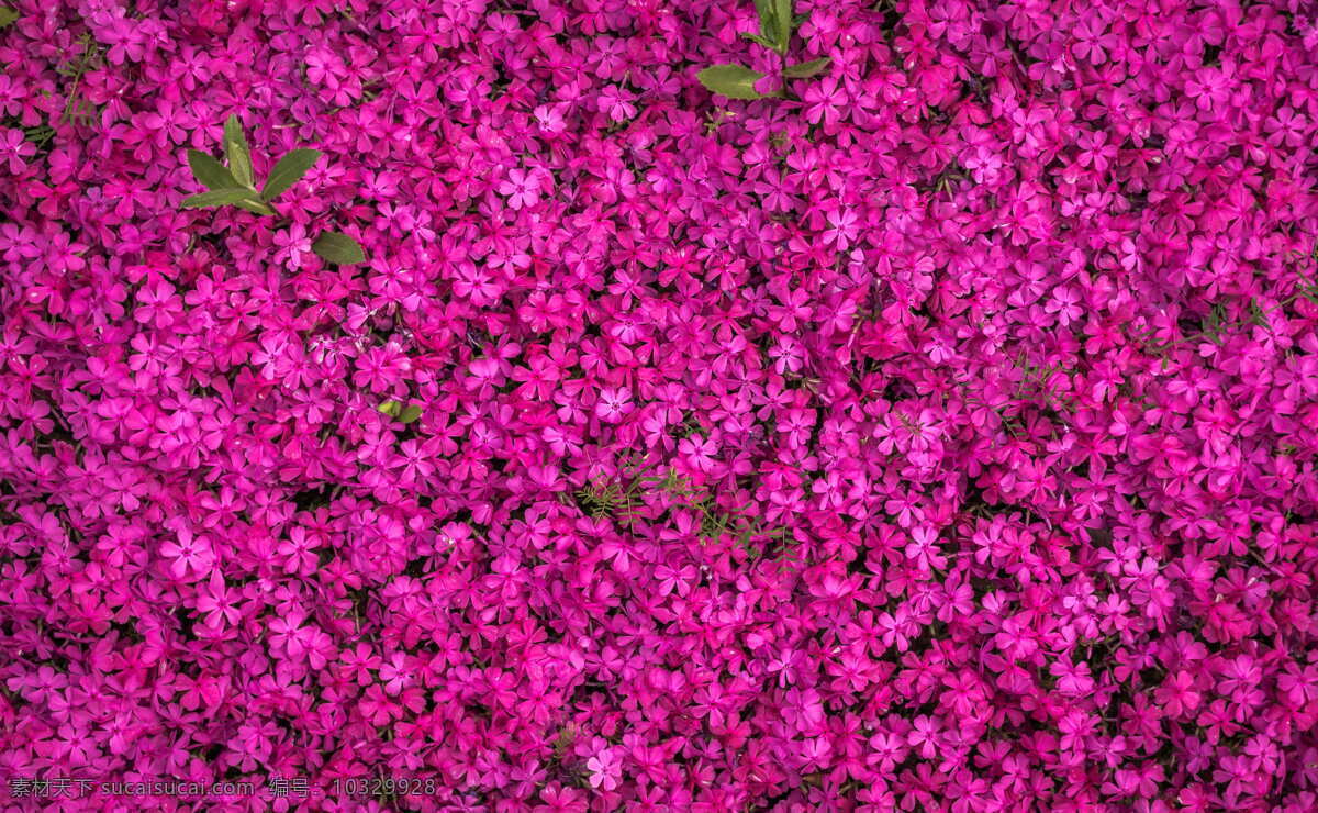 艳丽 三角 梅花 植物 唯美 三角梅 生物世界 花草