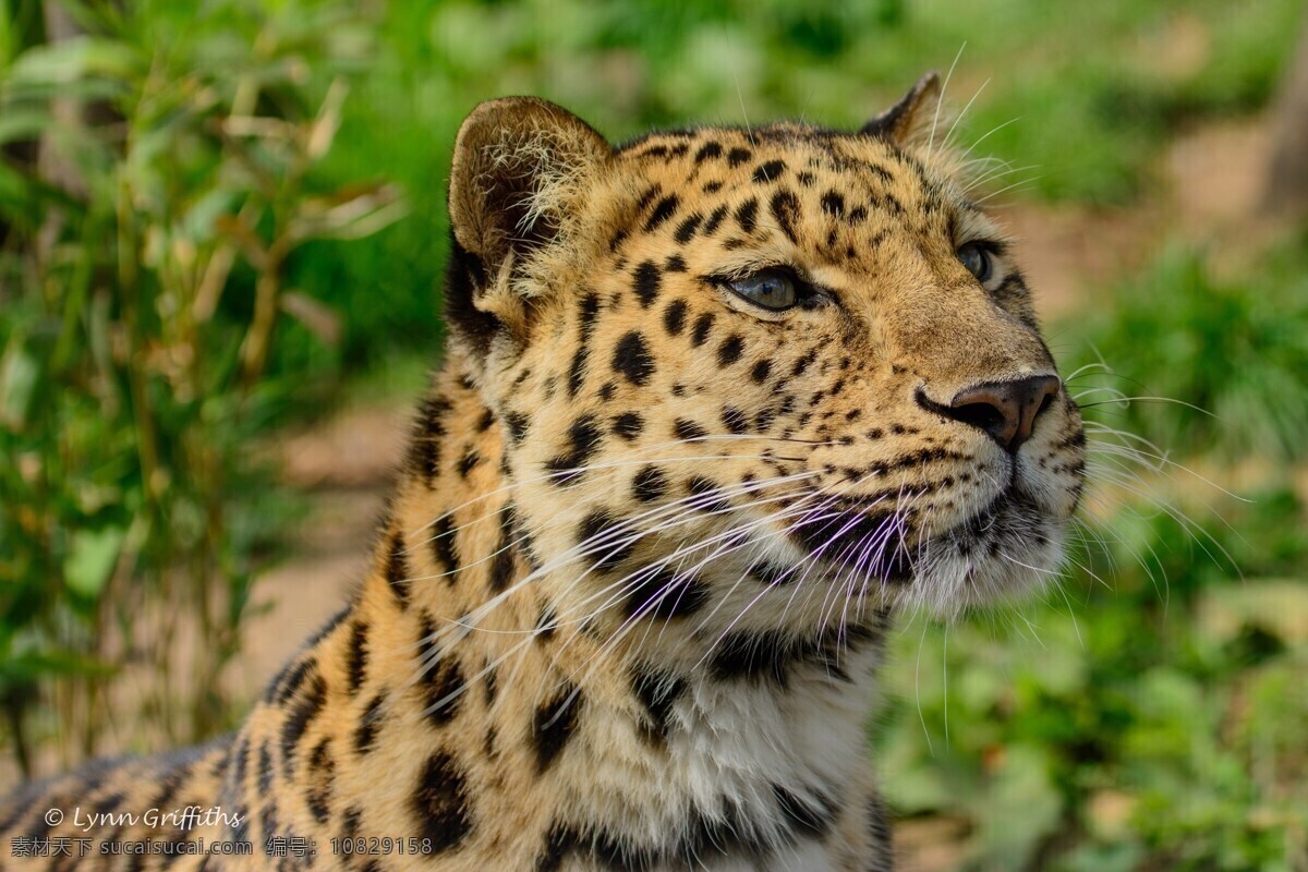 猎手 豹子 花豹 猎豹 豹纹 绿色 动物 野生 狩猎 观望 注视 生物世界 野生动物