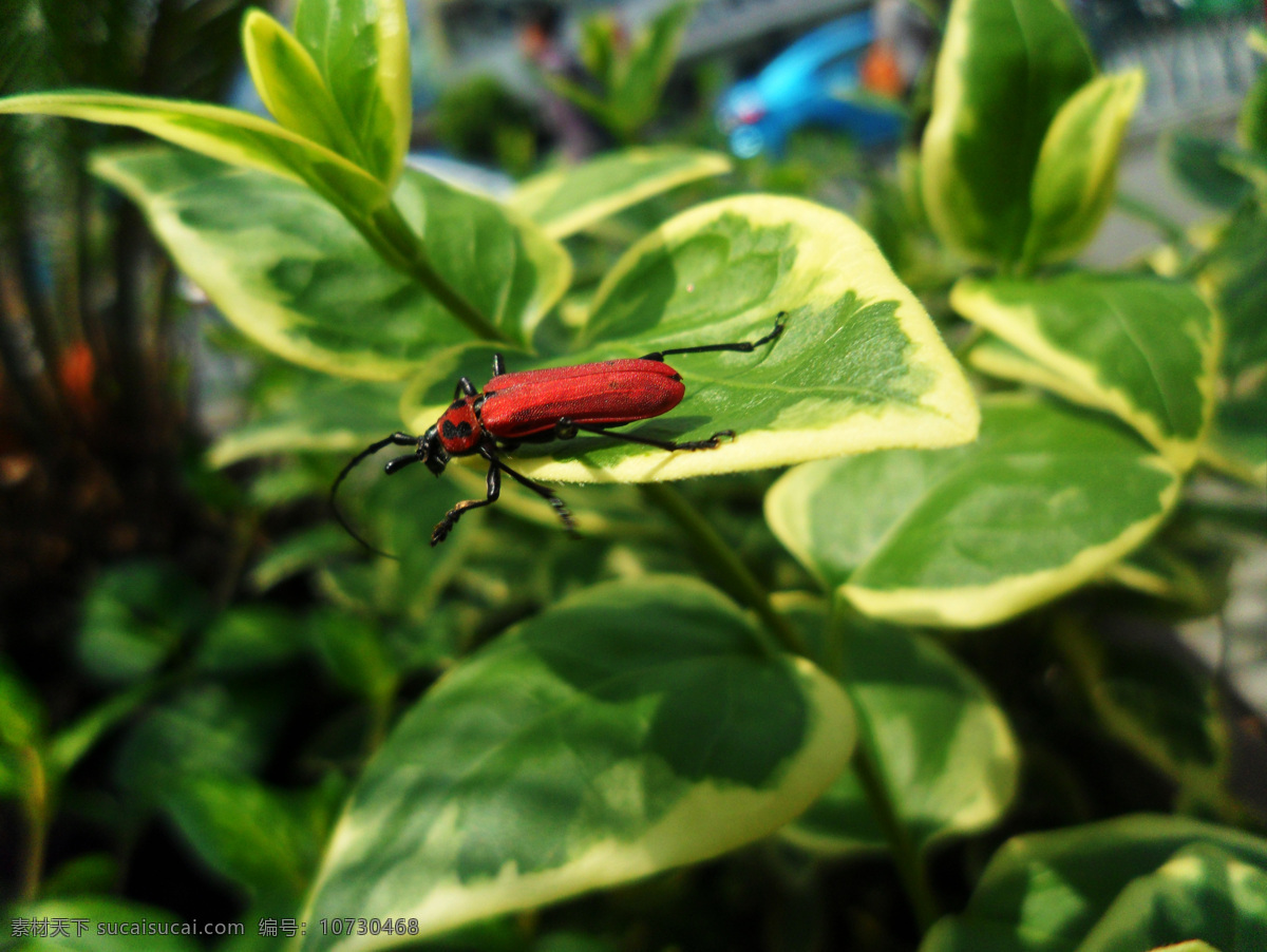 昆虫 红色小昆虫 小昆虫 绿色 绿叶 小牛昆虫 生物世界