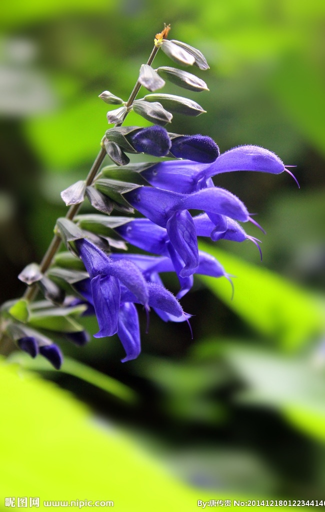 野花微距 紫色野花 原野 微距 鲜花 花朵 花园 植物微距 花草 生物世界 动植物摄影类