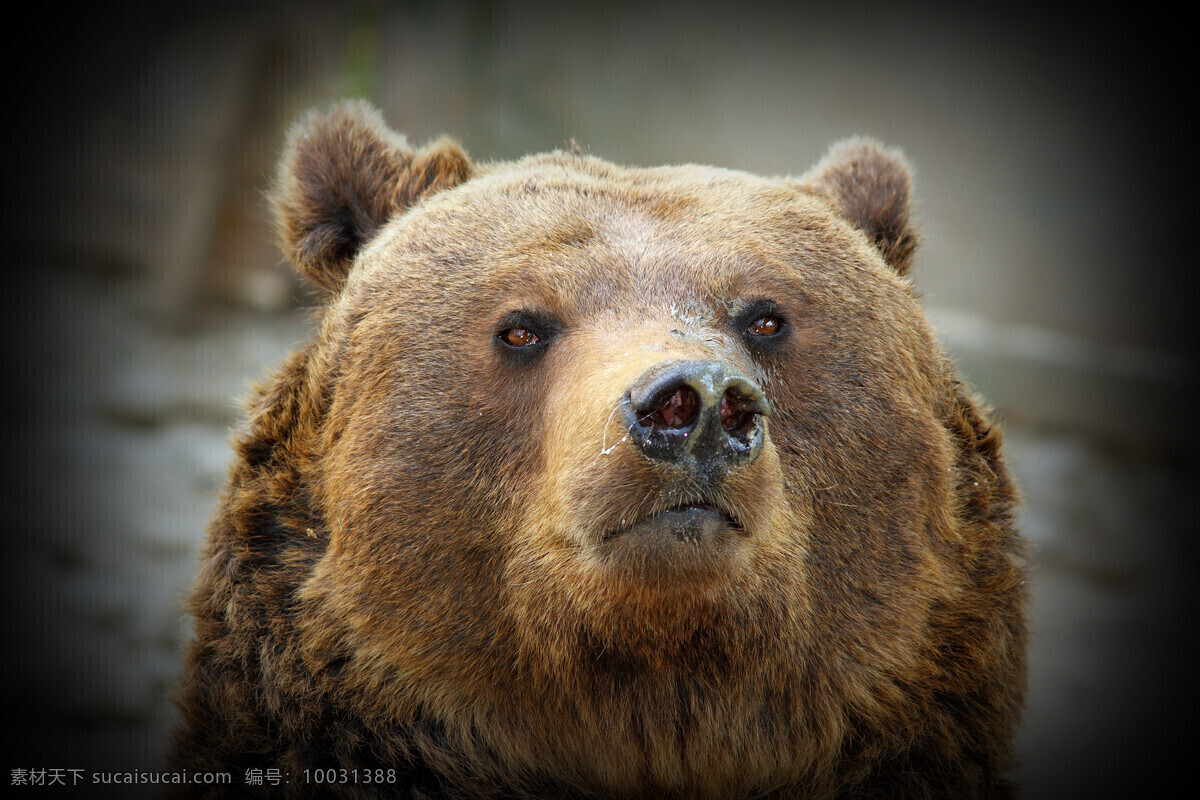 发呆 狗熊 熊 动物 陆地动物 野生动物 动物世界 动物摄影 生物世界