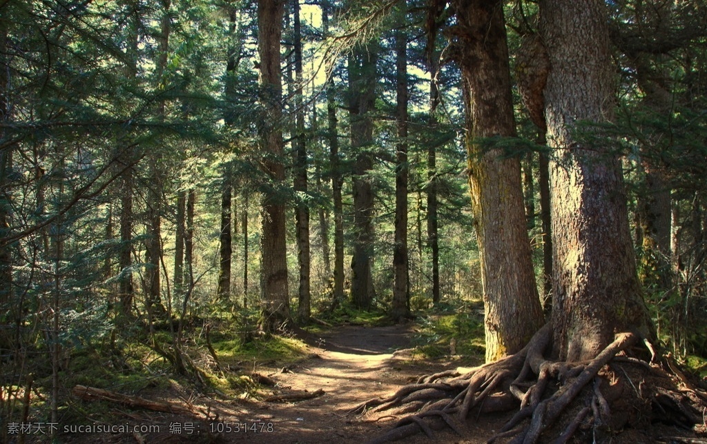 森林 川西 白马王朗 秋色 松 树 光影 自然景观 山水风景