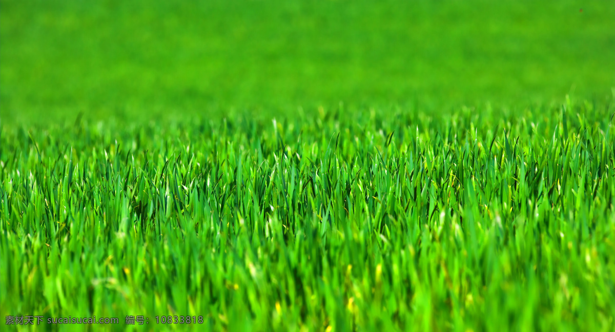绿色 小草 绿色小草 茂盛的草地 草 嫩绿的小草 草地 山水风景 风景图片