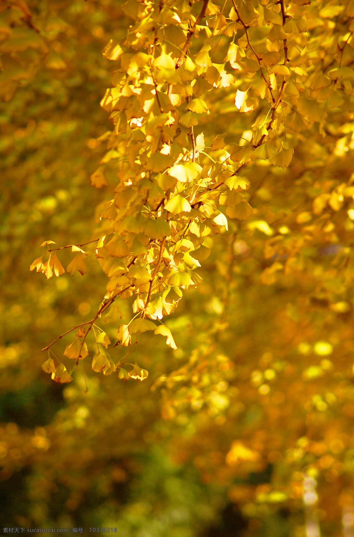 秋天 树叶 黄叶 银杏 金色 微距 古树 枝叶 银杏树 银杏叶 银杏果 生物世界 树木树叶