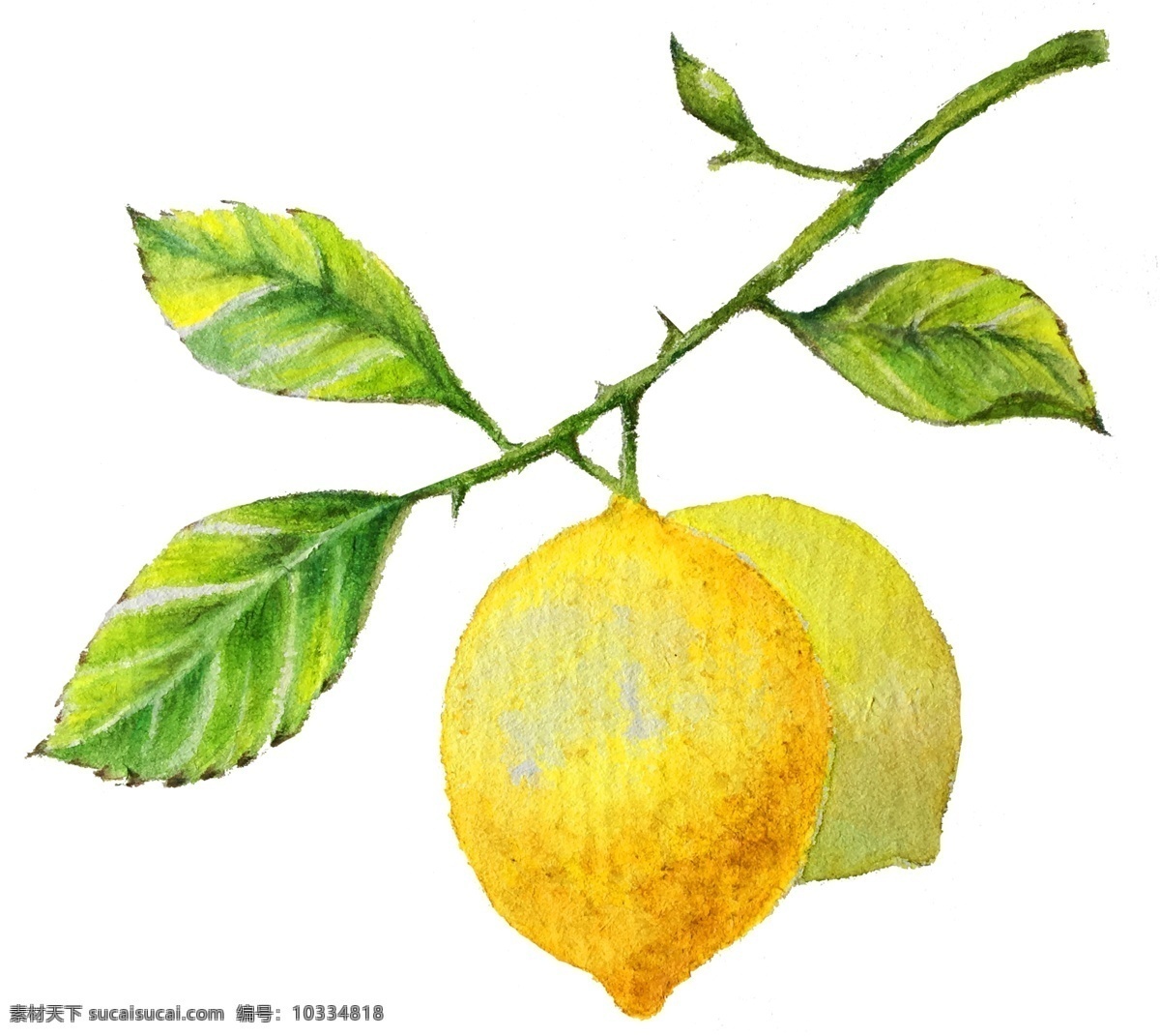 手绘 水彩 柠檬 插画 树枝树叶 绿色柠檬叶 树枝 黄色柠檬 成熟的柠檬 柠檬插画 手绘柠檬树枝 水果