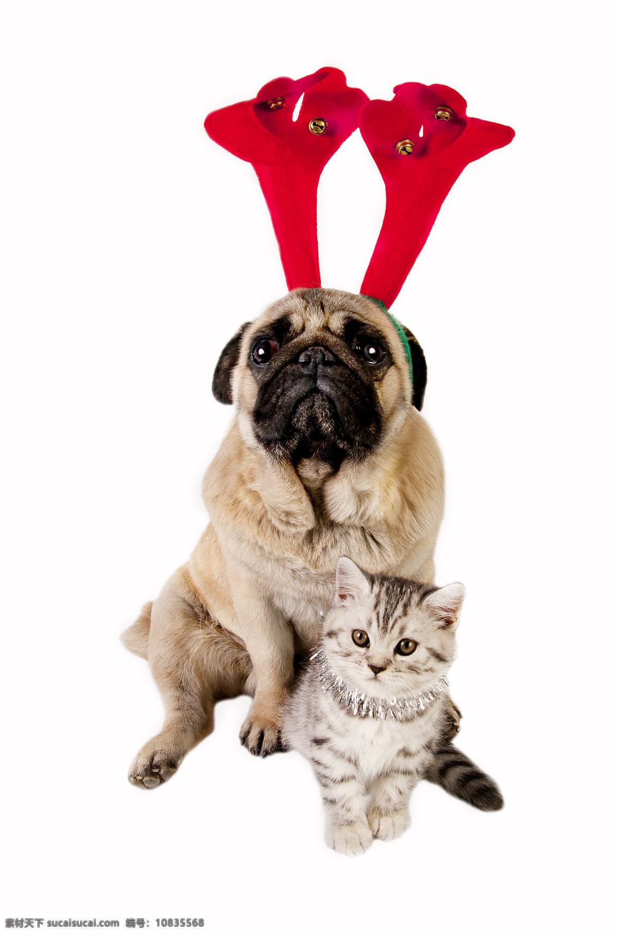圣诞狗和猫 圣诞狗 圣诞猫 小狗 小猫 狗 猫 圣诞节 圣诞动物 小动物 可爱 狗和猫 陆地动物 生物世界 白色
