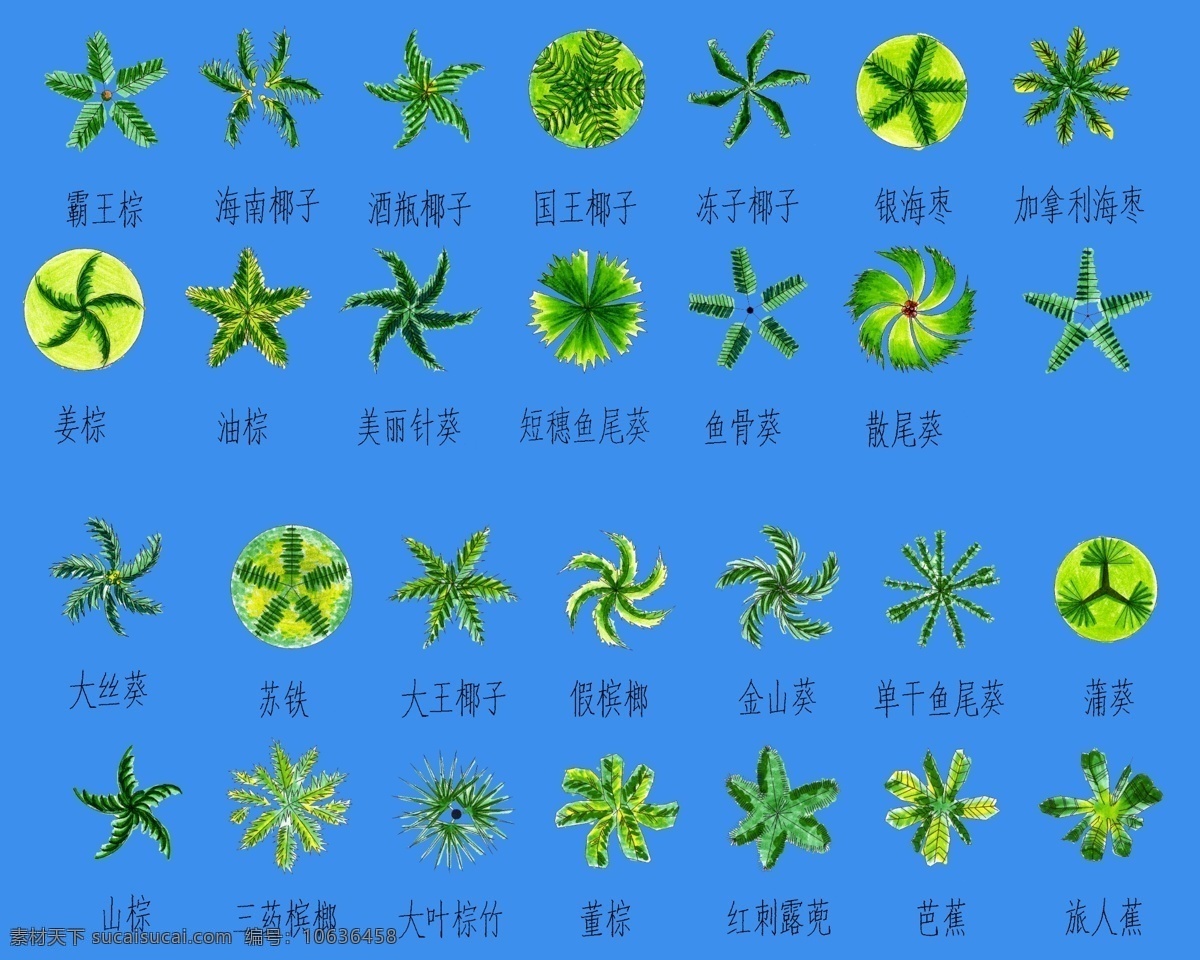 植物 平面 分层 图 棕榈 彩平 合集 矢量 环境设计 景观设计