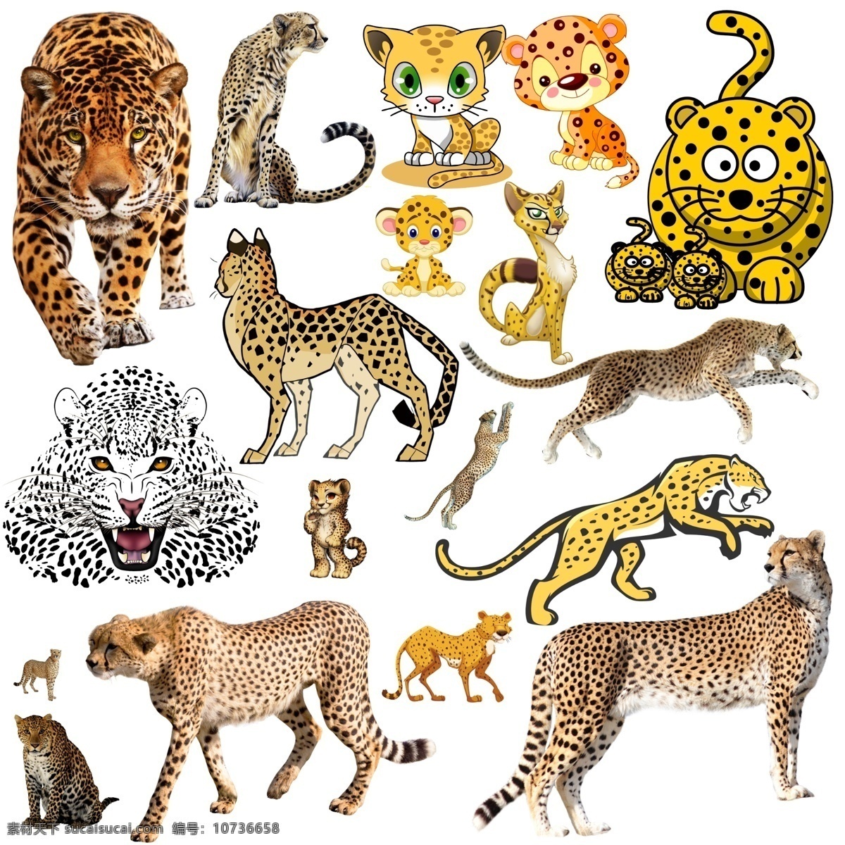 豹子 野生动物 稀有动物 动物 动物园 哺乳动物 卡通猎豹 漫画猎豹 可爱猎豹 分层