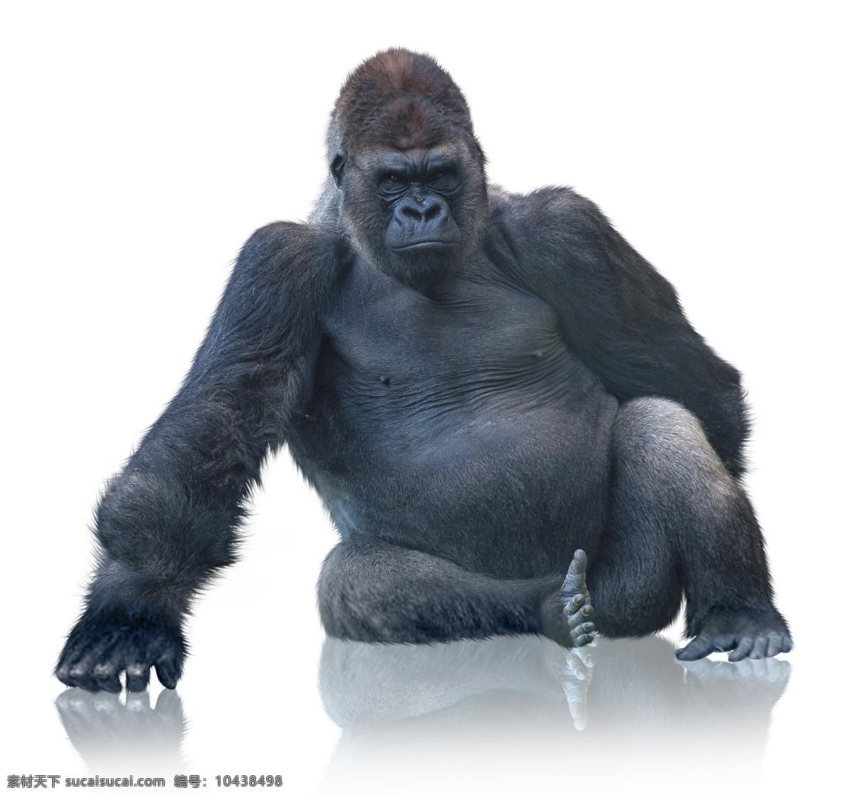 坐着的大猩猩 坐着 大猩猩 动物 动物世界 动物摄影 陆地动物 生物世界 白色
