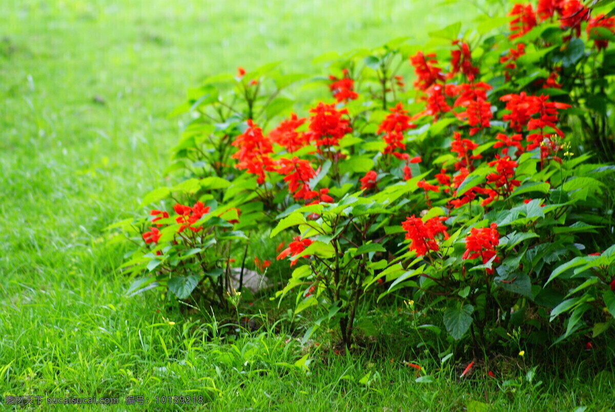 景观植物 风景区 园林 红花 花草 一串红 爆仗红 红花配绿叶 植物 生物世界