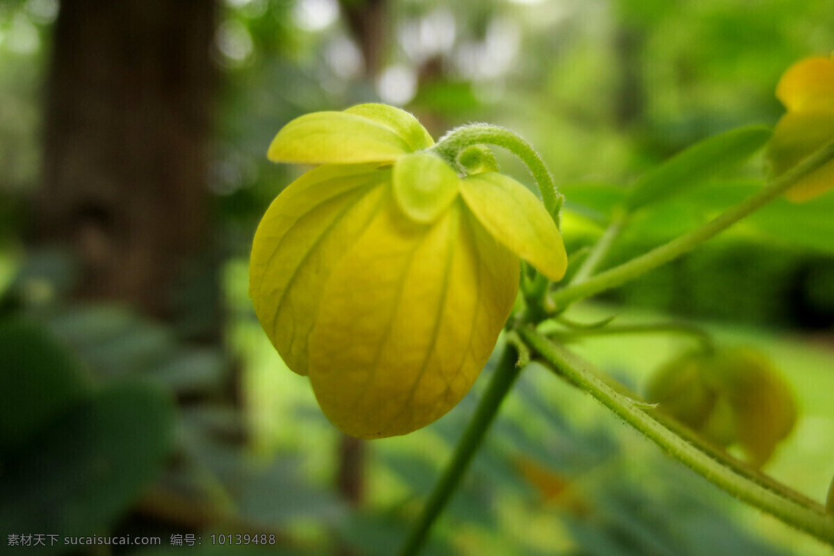 黄槐花 黄花 花 黄色 花苞 绿色背景 微距 花卉摄影 生物世界 花草 黑色