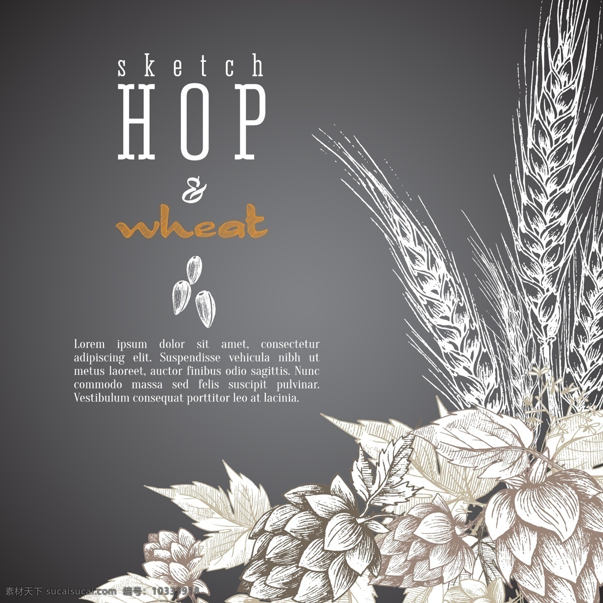 啤酒花 植物 黑白 渐变 矢量 复古 小麦 手绘 线条 海报 花朵 宣传 介绍 广告 背景 模板